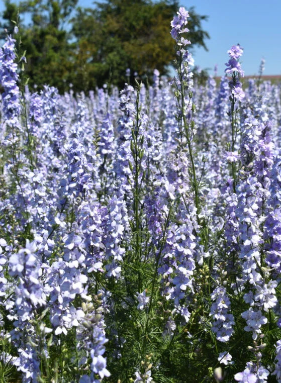 Rocket Larkspur Cut Flowers - Light Blue, Non-GMO, 500 Seeds, Pollinator Friendly, Delphinium ajacis
