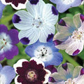 Nemophila Seeds - Mixed Colors 500 Count - Vibrant Spring Bloomer Non-GMO - Easy to Grow Wildflower