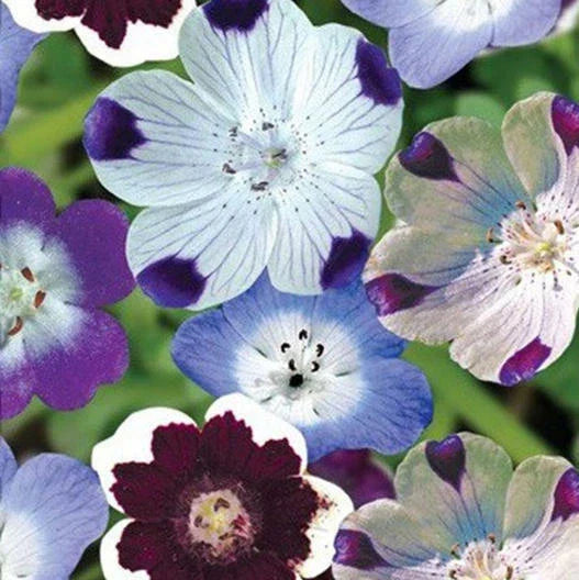 Nemophila Seeds - Mixed Colors 500 Count - Vibrant Spring Bloomer Non-GMO - Easy to Grow Wildflower
