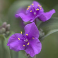 Tradescantia Plant - Concord Grape Variety - Hardy Perennial with Showy Purple Flowers - Spiderwort (Tradescantia spp.)