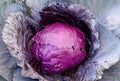 Red Acre Cabbage Seeds - Fresh Organic Seeds for Planting - Brassica oleracea var. capitata
