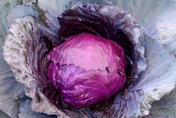 Red Acre Cabbage Seeds - Fresh Organic Seeds for Planting - Brassica oleracea var. capitata