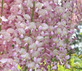 Light Pink Wisteria Seeds - 5 Pack Climbing Flower Perennial, Wisteria sinensis, USA Seller