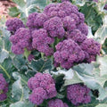 Purple Broccoli Seeds - 200+ Burgundy Sprouting - Cold Hardy Vegetable Seeds - Brassica oleracea