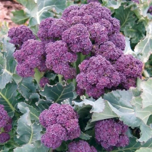 Purple Broccoli Seeds - 200+ Burgundy Sprouting - Cold Hardy Vegetable Seeds - Brassica oleracea