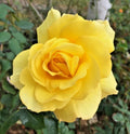 Rose Bush Sunsprite 1-2 Ft Live Plant Golden Yellow Floribunda KORresia 1973 AARS Award-Winning Fragrant Shrub