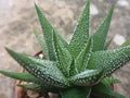 Haworthia Attenuata Radula - 3" Diameter Potted Plant - Succulent Indoor Plant