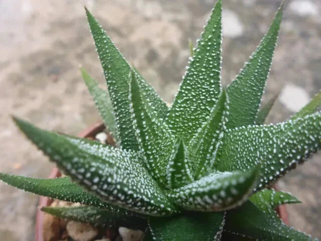 Haworthia Attenuata Radula - 3" Diameter Potted Plant - Succulent Indoor Plant