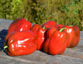 Fresh Premium Big Red Sweet Pepper Seeds - 25 Newly Harvested - Capsicum annuum