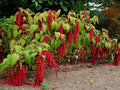 Love Lies Bleeding Seeds - 50 Count Pkt - Crimson Tassels - Amaranthus caudatus - Full Sun Planting