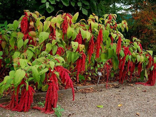 Love Lies Bleeding Seeds - 50 Count Pkt - Crimson Tassels - Amaranthus caudatus - Full Sun Planting