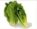 Fresh Heirloom Romaine Lettuce Seeds - Parris Island Cos - 100 Pack - Non-GMO, Organic Gardening