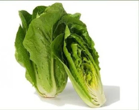 Fresh Heirloom Romaine Lettuce Seeds - Parris Island Cos - 100 Pack - Non-GMO, Organic Gardening