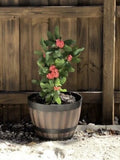 Crown of Thorns Cutting 4"-5" Big Red Flowers Euphorbia milii