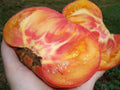 Big Rainbow Tomato Seeds - 10+ Heirloom Organic Non-GMO - Rare Variety - Fresh