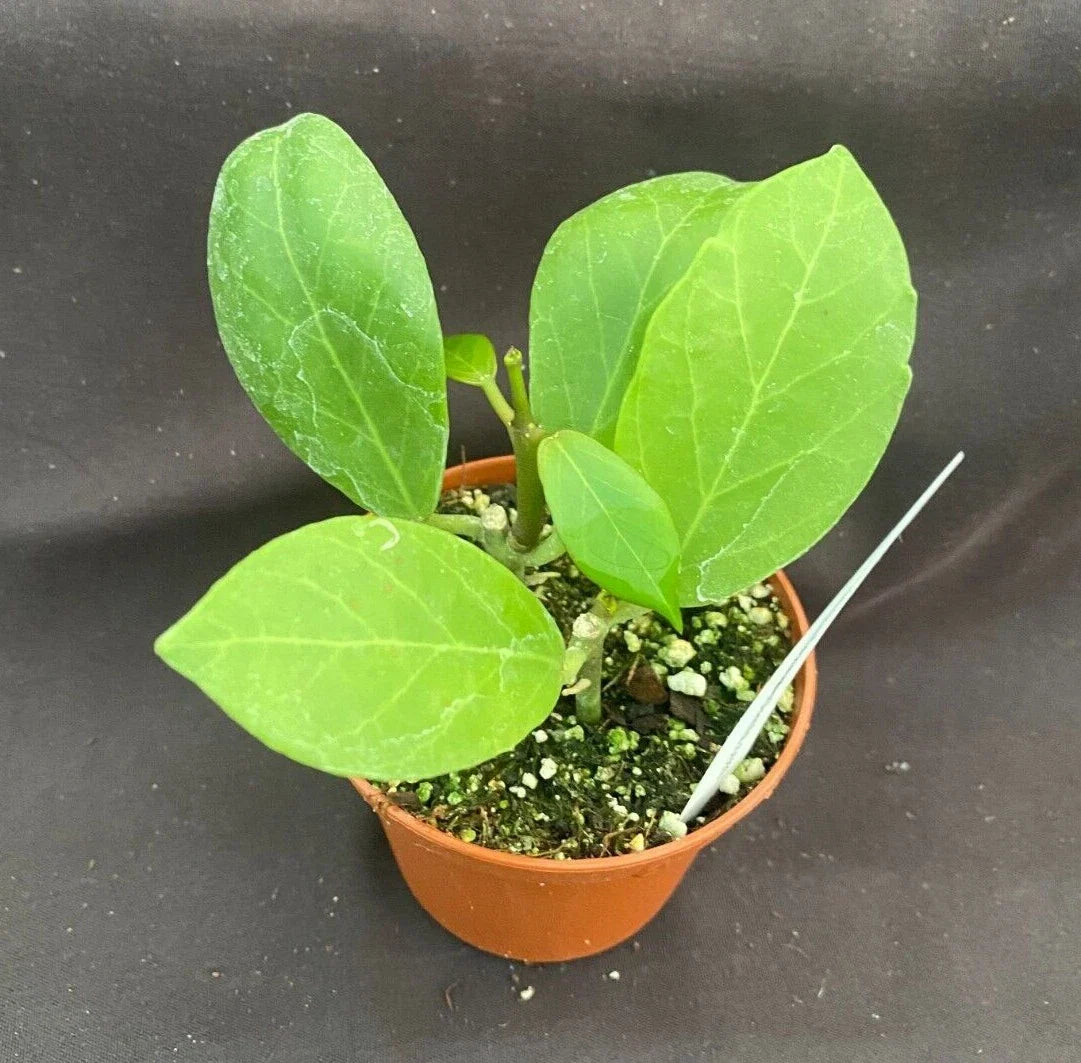 Hoya pusilla Rooted Plant 2.5" Pot Live Houseplant