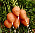 Parisian Carrot Seeds - 400+ Organic Non-GMO Vegetable Garden Seeds - Daucus carota