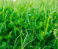 No-Till Garden Cover Crop Mix Seeds - Organic Blend for Soil Health - Farm and Garden Use, Eco-Friendly Planting