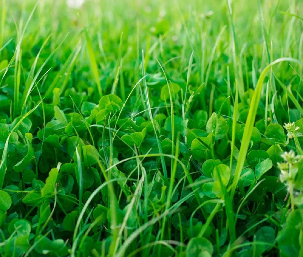 No-Till Garden Cover Crop Mix Seeds - Organic Blend for Soil Health - Farm and Garden Use, Eco-Friendly Planting