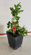 Sun Rose Plant in Soil - 6 to 8 Inches Long, Red Apple Variety, Aptenia cordifolia
