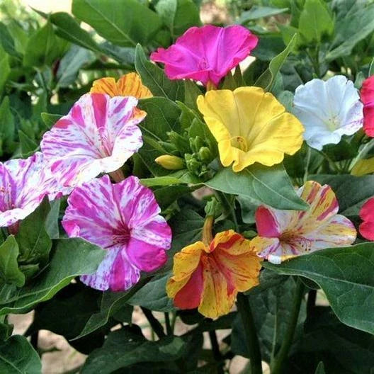 Four O'Clock Seeds - 25 Non-GMO Broken Colors Annual/Perennial Mirabilis jalapa for Vibrant Garden Blooms