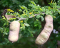 Fresh Texas Ebony Tree Seeds - 20 Seeds - Prosopis glandulosa - Drought-Tolerant, Native Plant Seeds for Landscaping