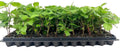Thornless Blackberry Plant - Bare Root - Rubus fruticosus - Apache Variety - Fruit Starter Plant for Gardens