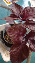 Bare Root Red/Purple Perilla frutescens Shiro Live Plant 3-Pack