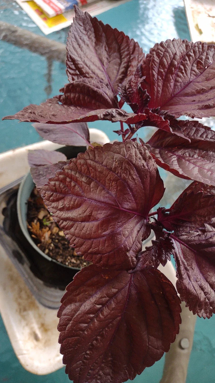 Bare Root Red/Purple Perilla frutescens Shiro Live Plant 3-Pack