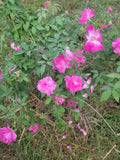 Pink Rose Cuttings 5 Fresh Unrooted Cuttings Knockout Variety (Rosa 'Radrazz')