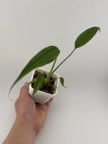 Monstera Burle Marx Flame Starter Plant - 3 Inch Pot, Fully-Rooted, Indoor Tropical Plant, Monstera adansonii