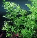 Water Sprite Live Aquarium Plant - 1 Easy Water Fern (Ceratopteris thalictroides) for Pond and Aquarium