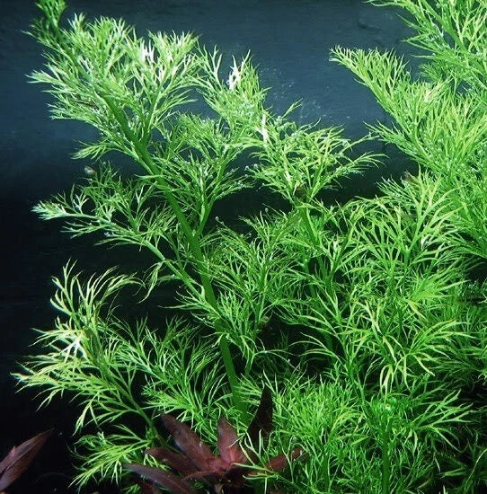 Water Sprite Live Aquarium Plant - 1 Easy Water Fern (Ceratopteris thalictroides) for Pond and Aquarium