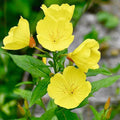 Yellow Evening Primrose Seeds | Non-GMO Flower Seeds | Oenothera biennis | Garden Planting