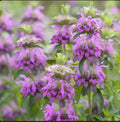 Lemon Mint Seeds - Non-GMO Monarda citriodora - Lemon Horsemint Herb for Gardens - Free Shipping