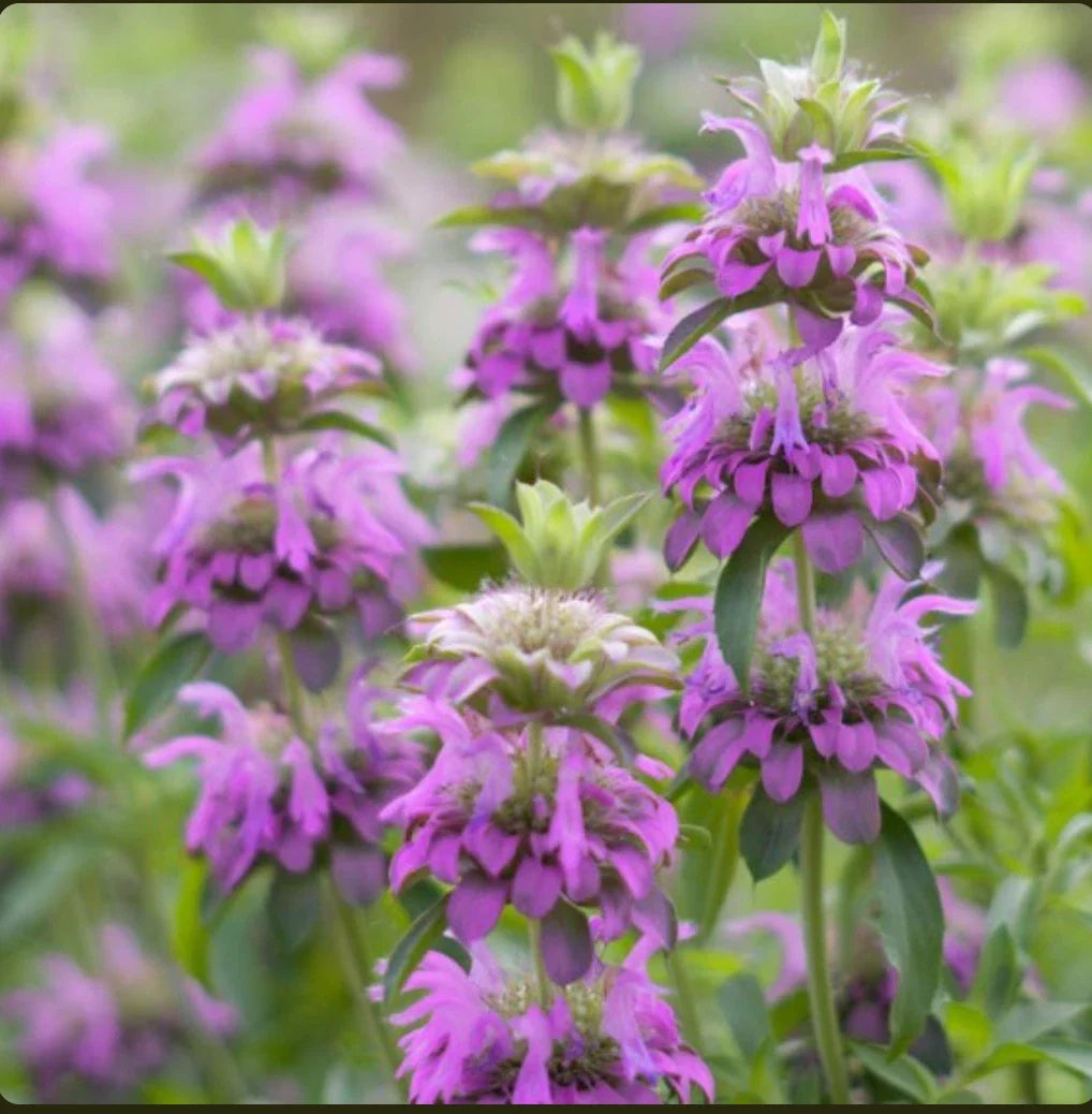 Lemon Mint Seeds - Non-GMO Monarda citriodora - Lemon Horsemint Herb for Gardens - Free Shipping