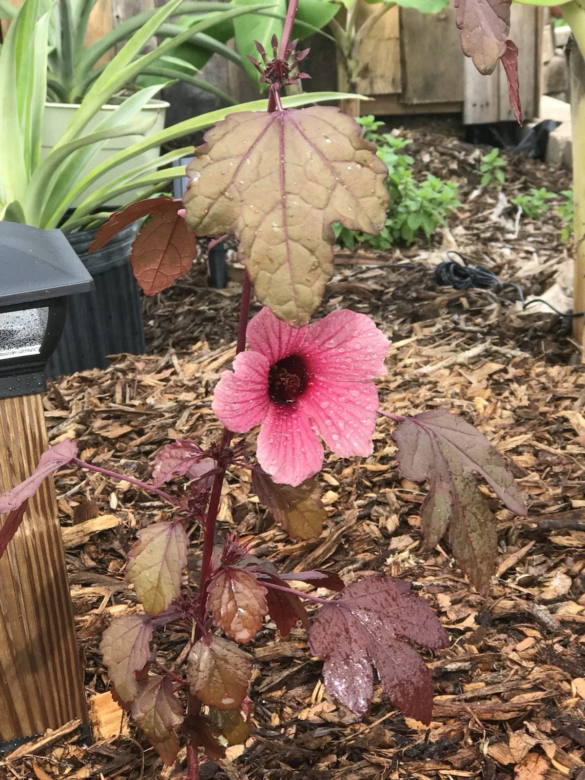 Cranberry Hibiscus Live Plant - Acetosella Rosella Edible Cuttings - Tropical Ornamental Foliage