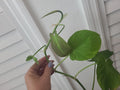 Philodendron Camposportoanum Cutting - 1 Node Unrooted - Rare Indoor Plant - Tropical Foliage