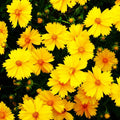 Lanceleaf Coreopsis Seeds - Yellow Lance-Leaved Coreopsis lanceolata for 2025 Planting