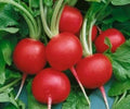 Fresh Radish Seeds - 50 Count Champion Variety - Raphanus sativus - Free USA Shipping
