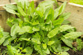Sorrel Herb Seeds - Large Leaf Variety - Gardening Gift - Rumex acetosa - Includes Tracking