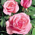 Queen Elizabeth Rose Bush 1-2' Pink Live Plant Rosa 'Queen Elizabeth' Grandiflora 1954 AARS Winner