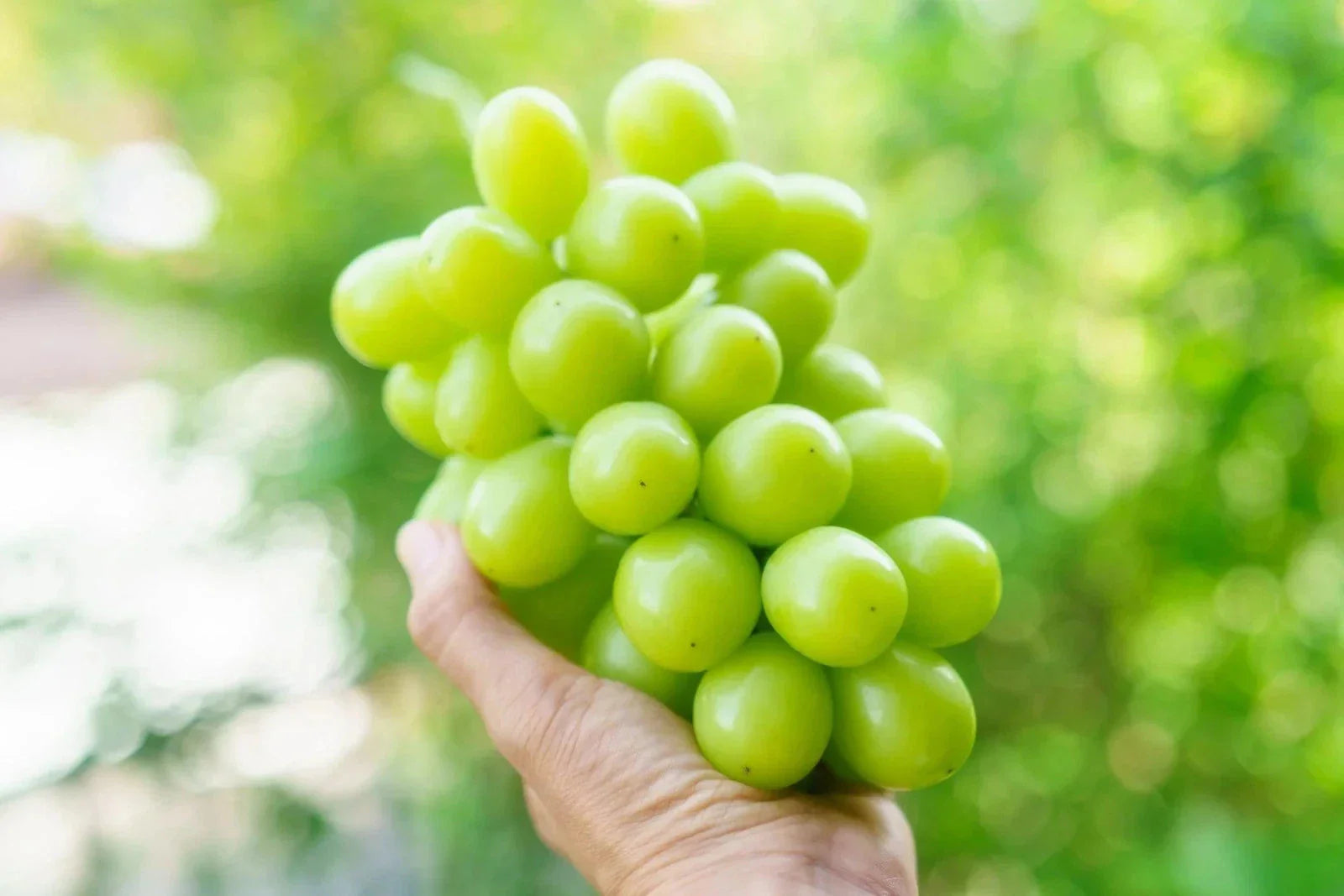 Organic Shine Muscat Grapes Cuttings - 5 Super Rare Rooting or Grafting Cuttings - Vitis vinifera