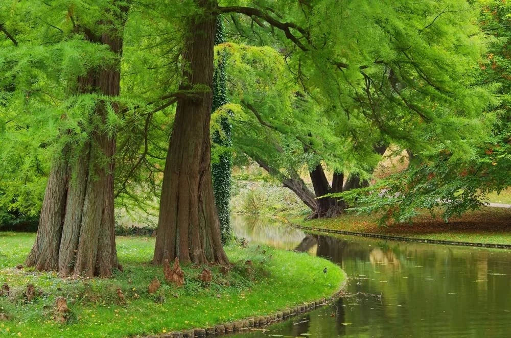 Dawn Redwood Tree Seeds - 35 Seeds - Metasequoia glyptostroboides - Ships from USA