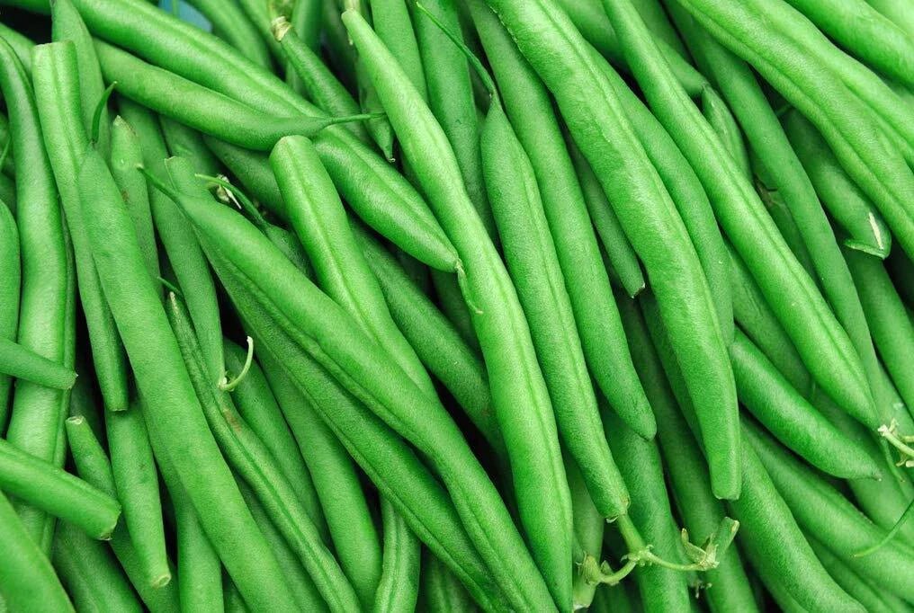 String Bean Seeds | 50+ Non-GMO Blue Lake Heirloom | Bush Variety for Home Gardening | Phaseolus vulgaris