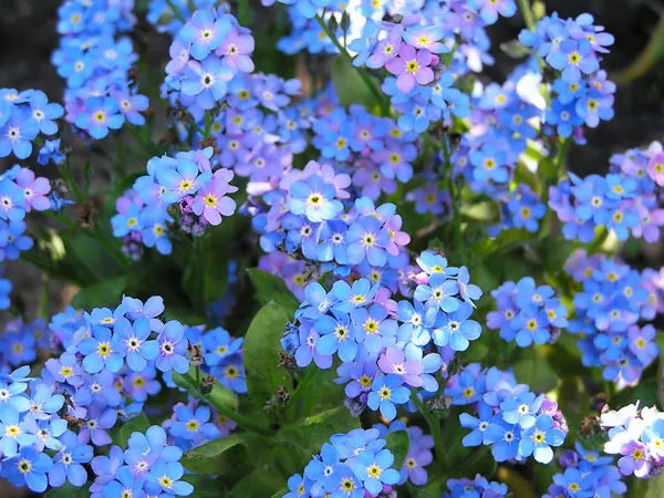 Forget-Me-Not Seeds - 305 Count - Chinese Blue Flower - Myosotis sylvatica - Ships Free with Purchase of 15
