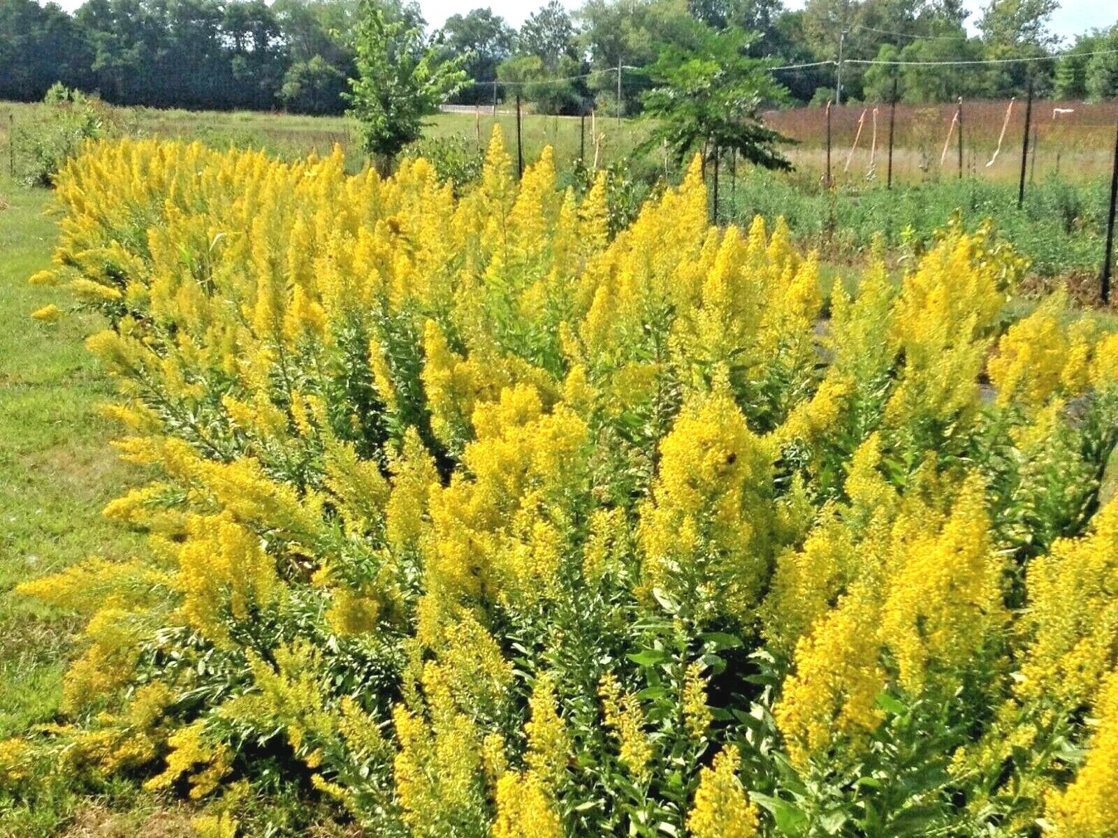Goldenrod Seeds - 101+ Showy Perennial Wildflower for Pollinators - Solidago spp. - Autumn Blooming Native Plant