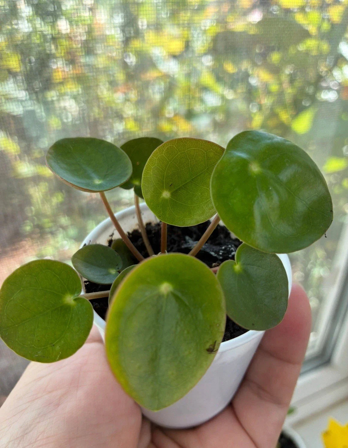 Live Chinese Money Plant Pilea peperomioides - 2" Pot Indoor House Plant, Easy Care Greenery for Home Decor
