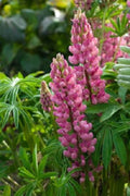 Popsicle Pink Lupine Seeds - 25 Perennial Flower Seeds - Hardy Flowering Plant (Lupinus polyphyllus) - USA