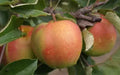 Shizuka Apple Seeds - 25+ Count for Garden Planting - Malus domestica - USA